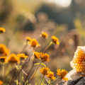 Exploring the World of Honey and Other Fermentables: A Comprehensive Guide to Advanced Home Beer Brewing Techniques