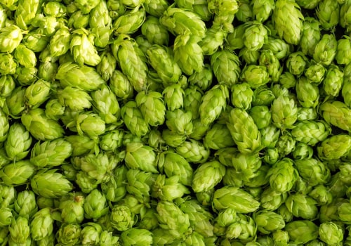 Hop Additions and Timing for Advanced Home Beer Brewing Techniques